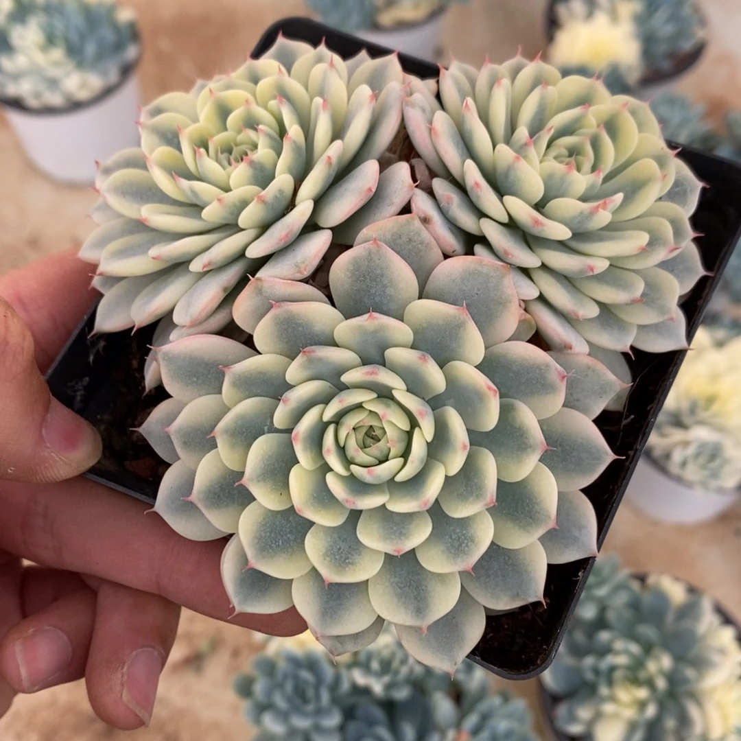 姬莲锦多肉植物8672