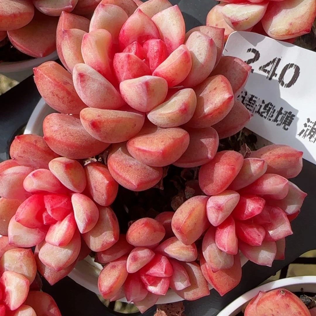 花语逸镜0201-240