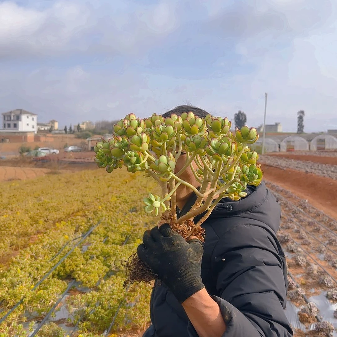 地栽达摩宝珠多肉