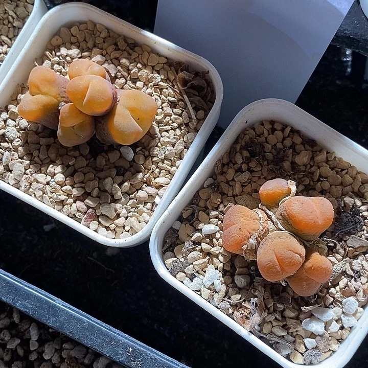 9307。  一组群生。