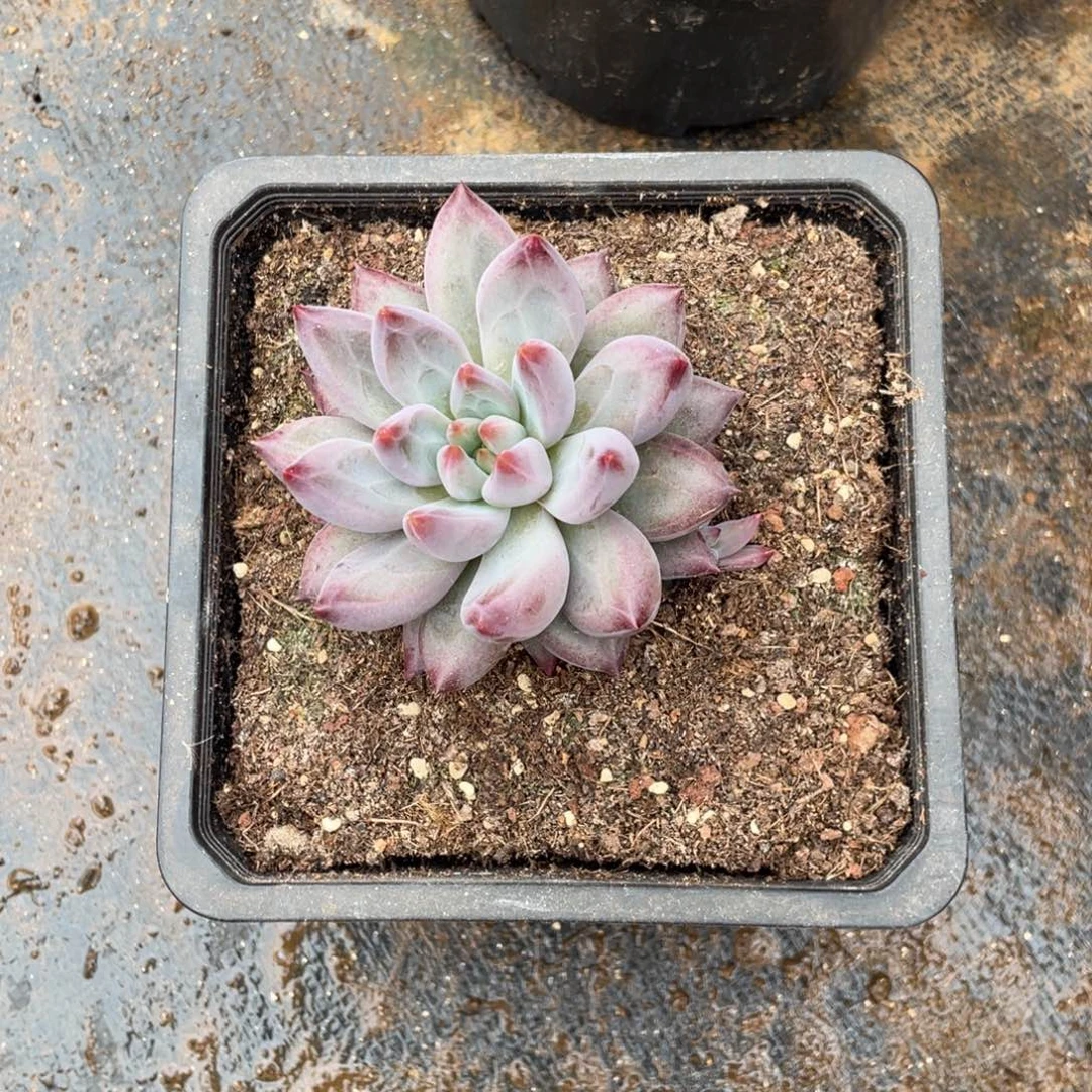多肉植物的生长发育和生长