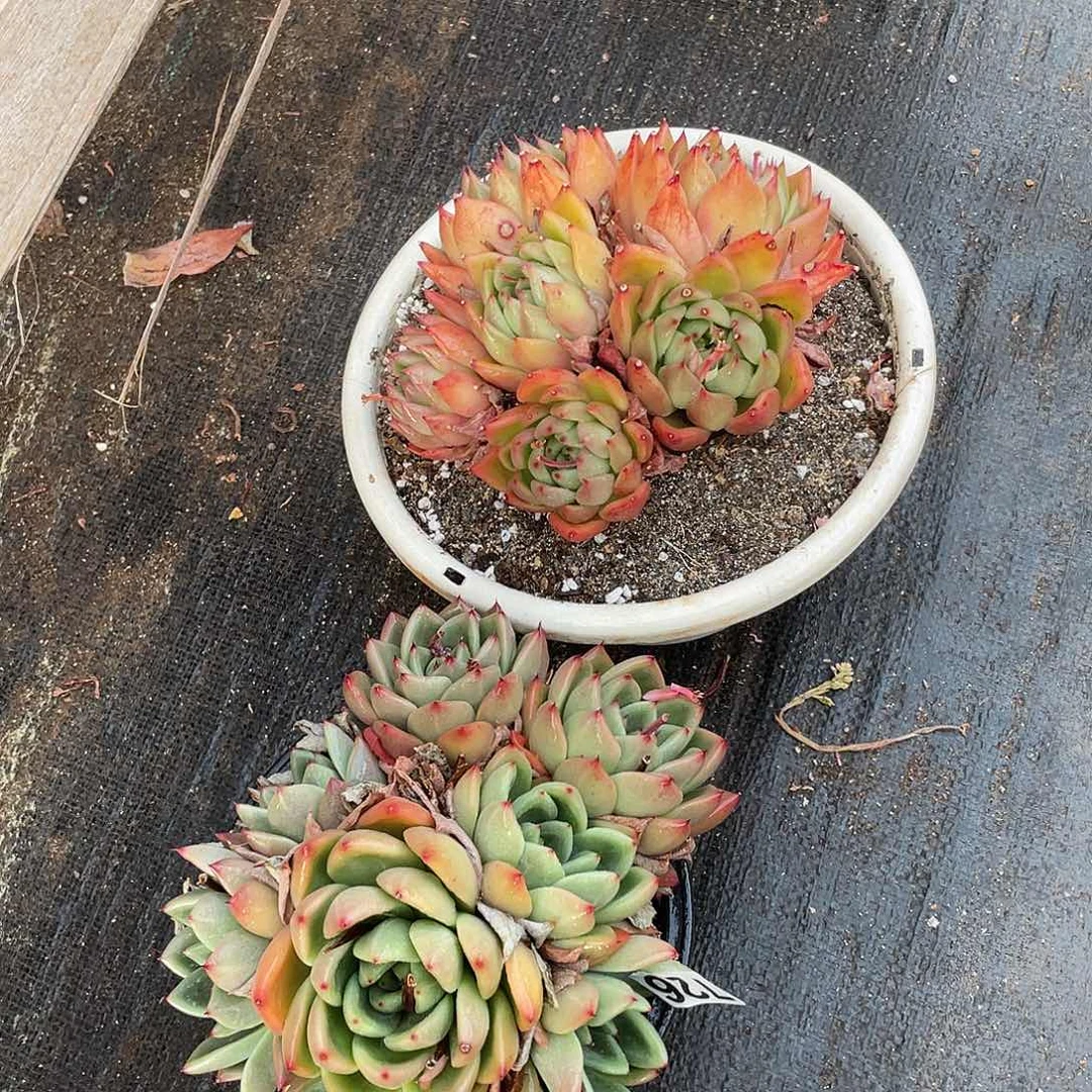 若如东云组拍726