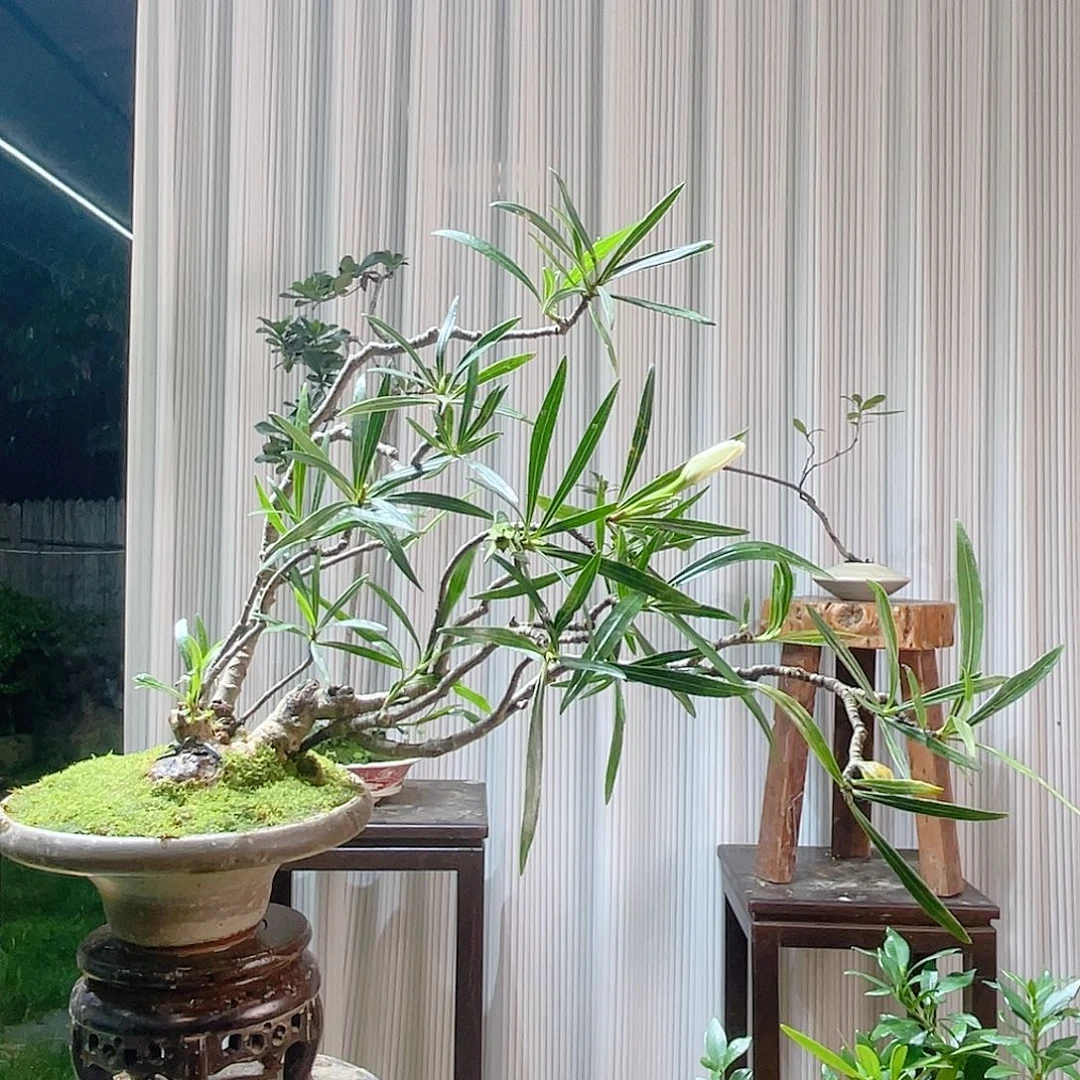 飞****无花朵2554789665886655555