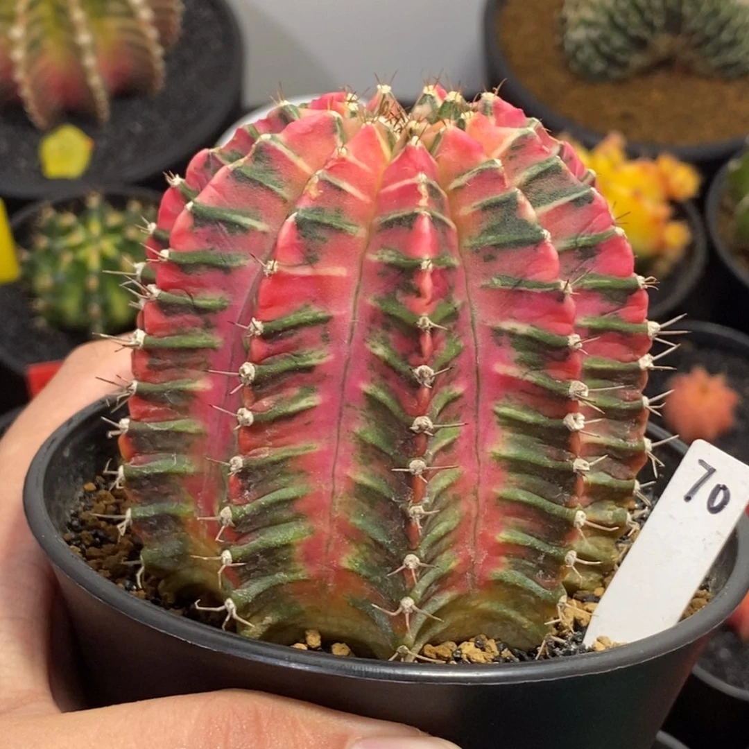 泰系全品米哈（双11福利特价）11