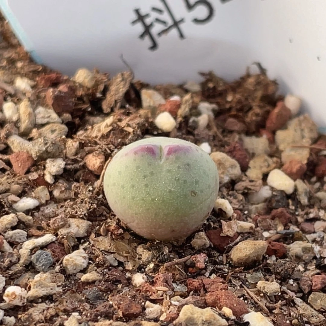 5-48肉锥ssg比卡丘