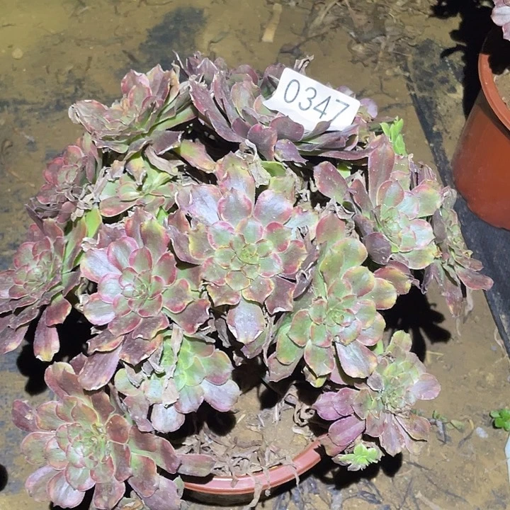 多肉植物法师347粉黛