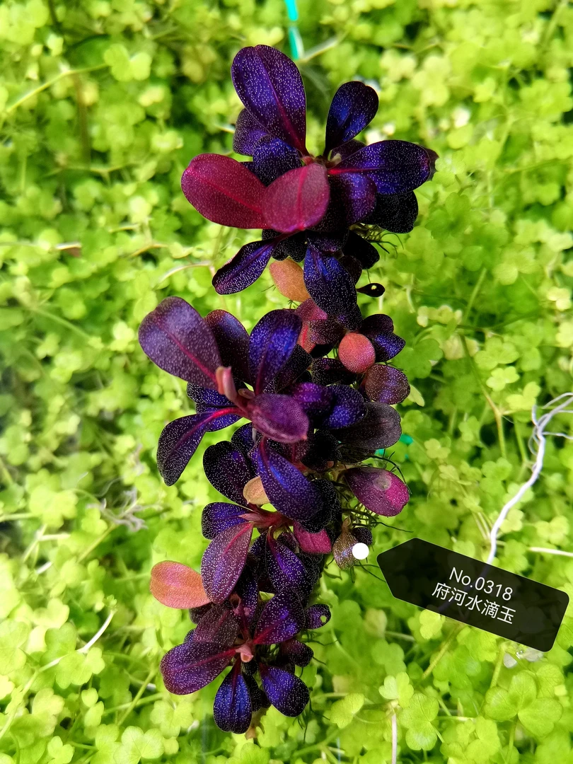 【水滴玉】府河水滴玉  老品种辣椒榕高端稀有水草