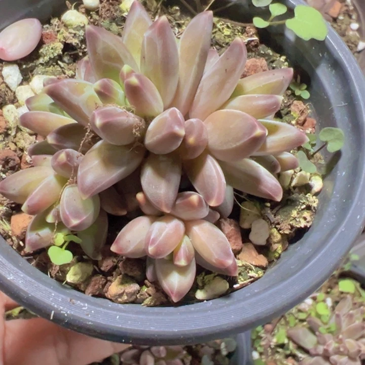 黑麒麟精品多肉植物
