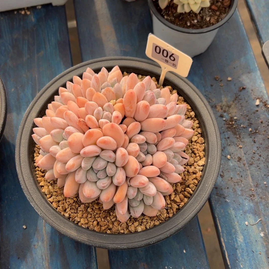 凌***瓴6、好想好吃好吃聚聚呢