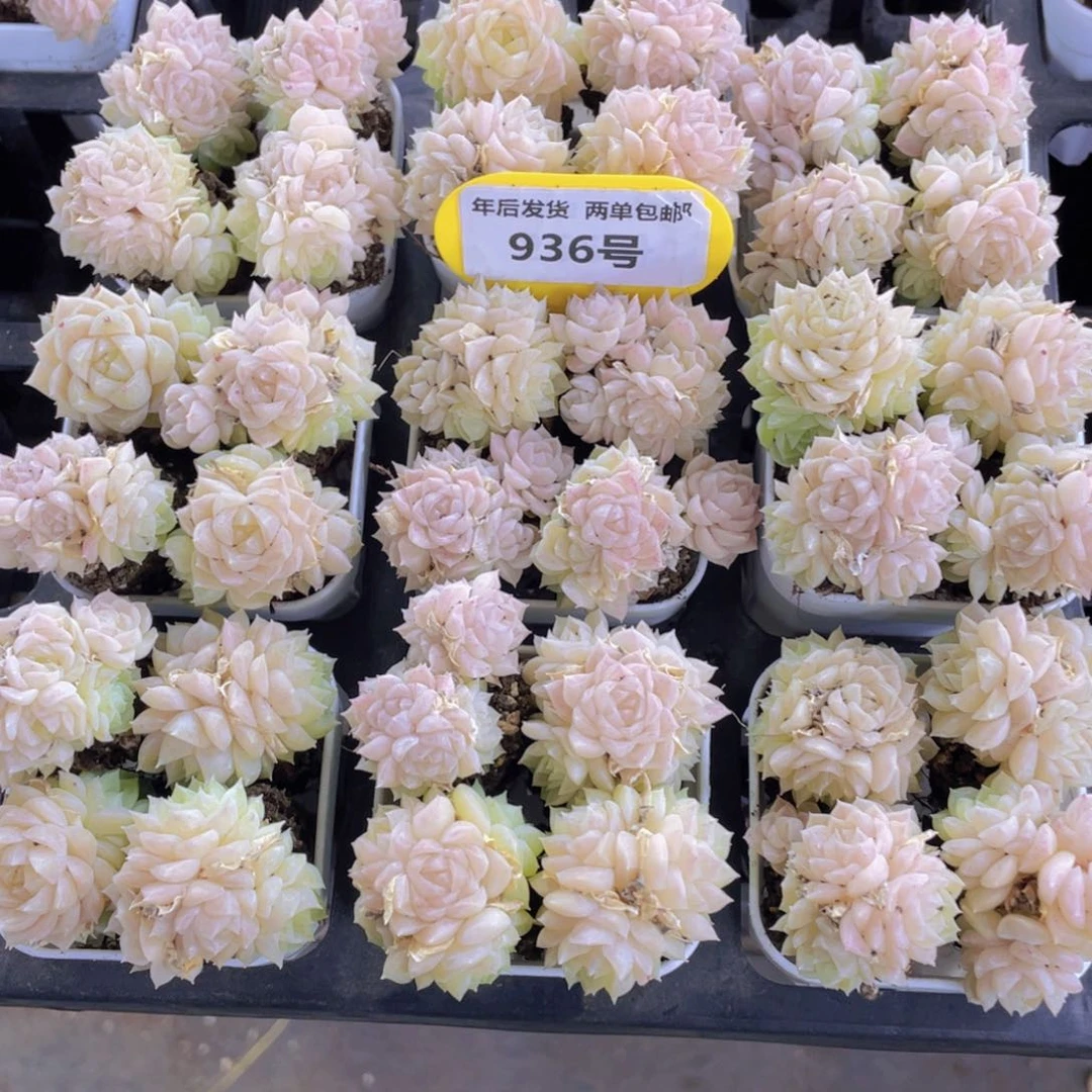 936号 奶油雪花麦秆拼盘四个