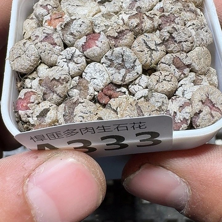 333 多肉植物多肉植物