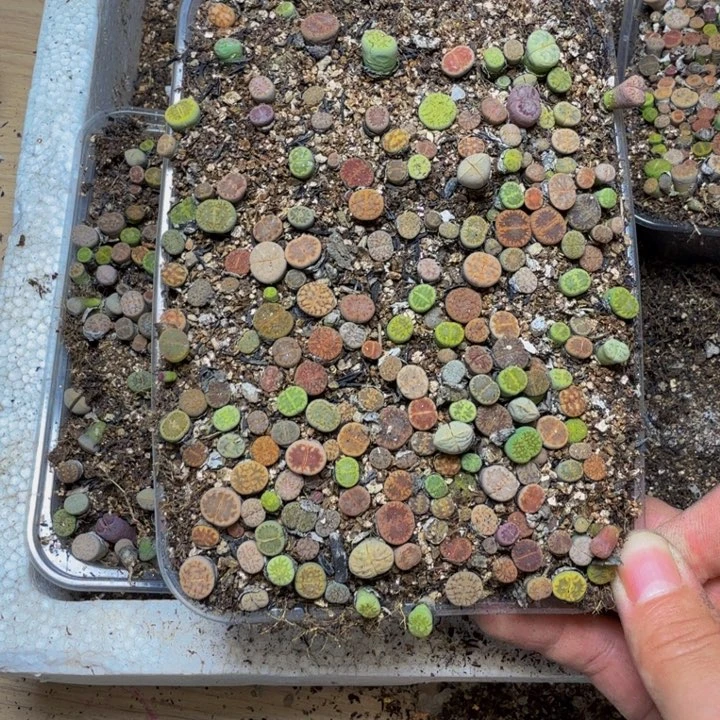 香****多肉植物的生长发育140