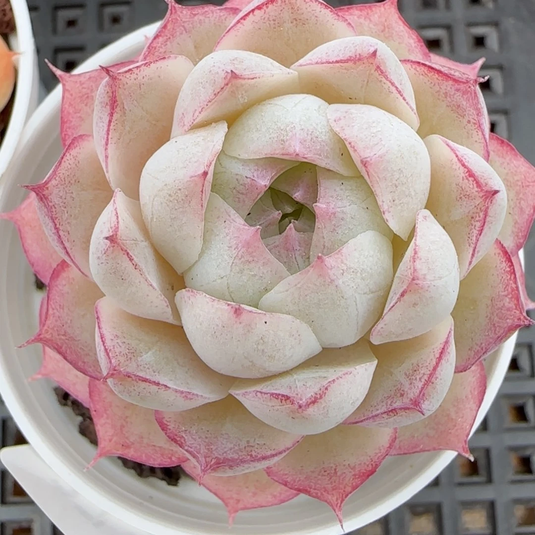 花语逸镜0215-373