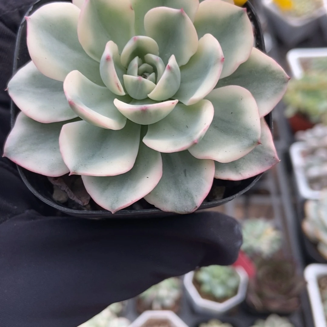963黄桃锦多肉植物多肉