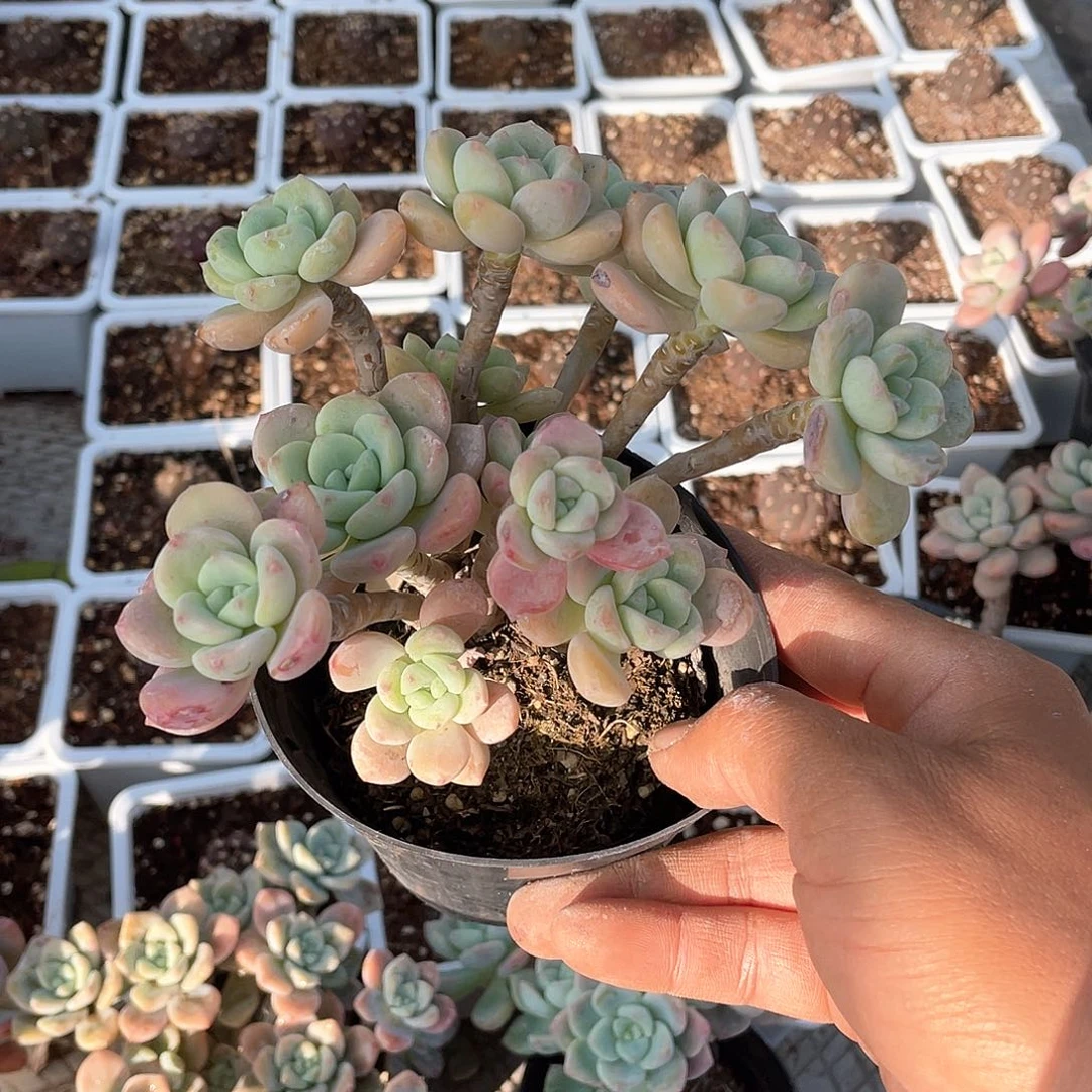 檀***客露凝香整群带盆发货