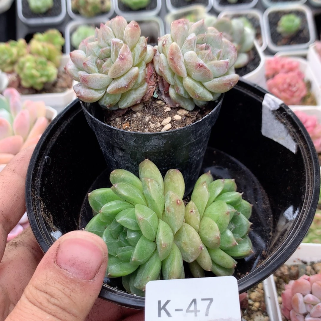 无花朵K47月英语英语英语