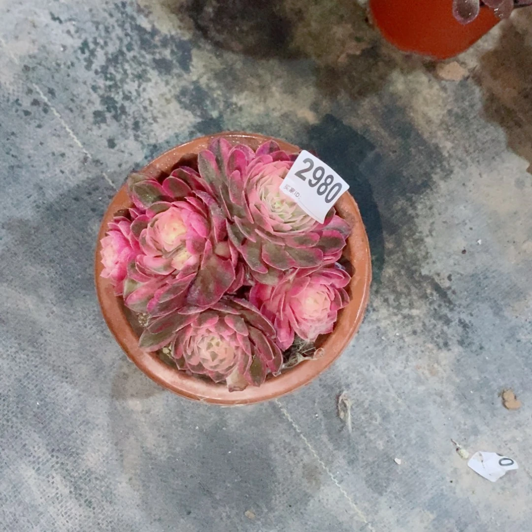 倾城2980多肉1111