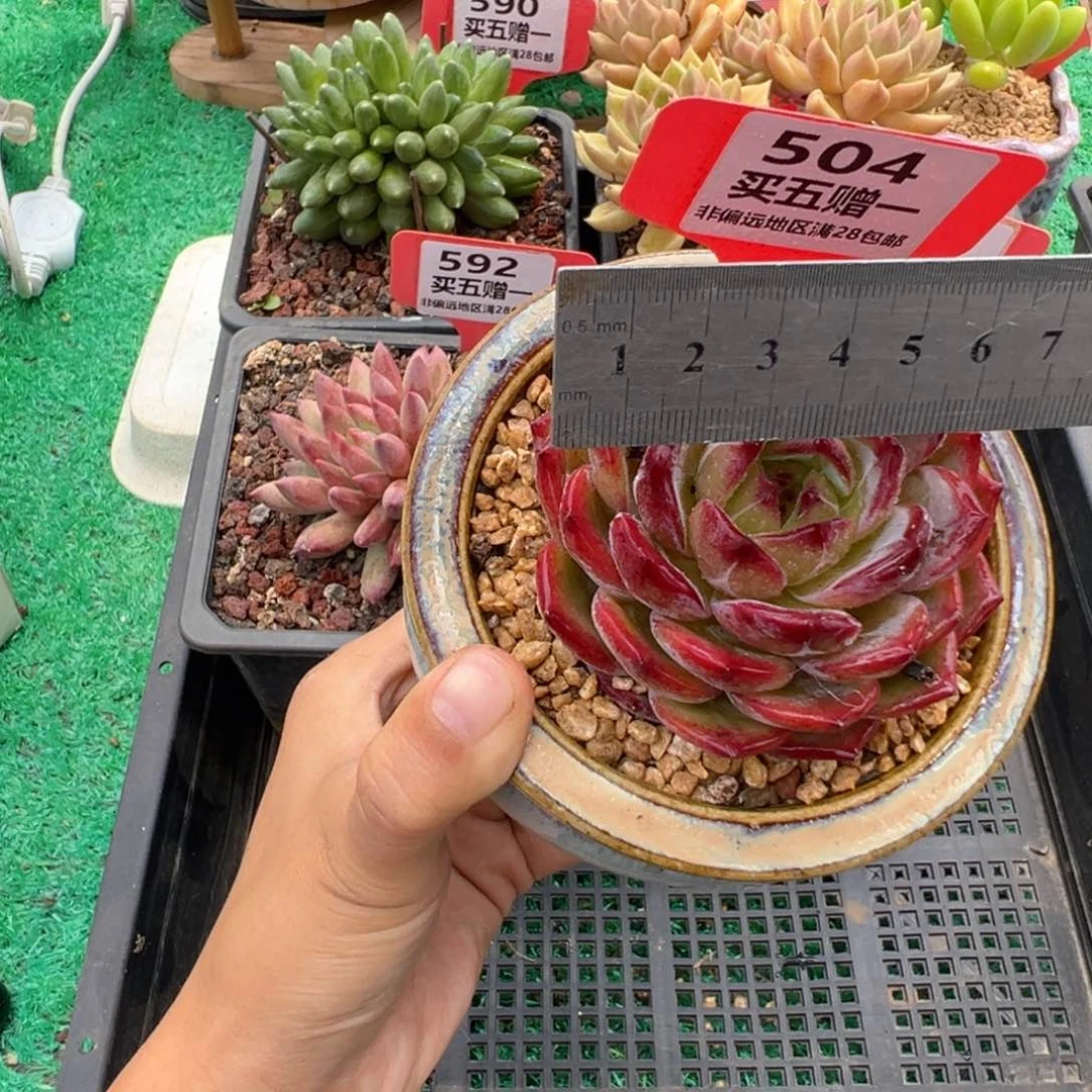 表妹精品多肉植物504.