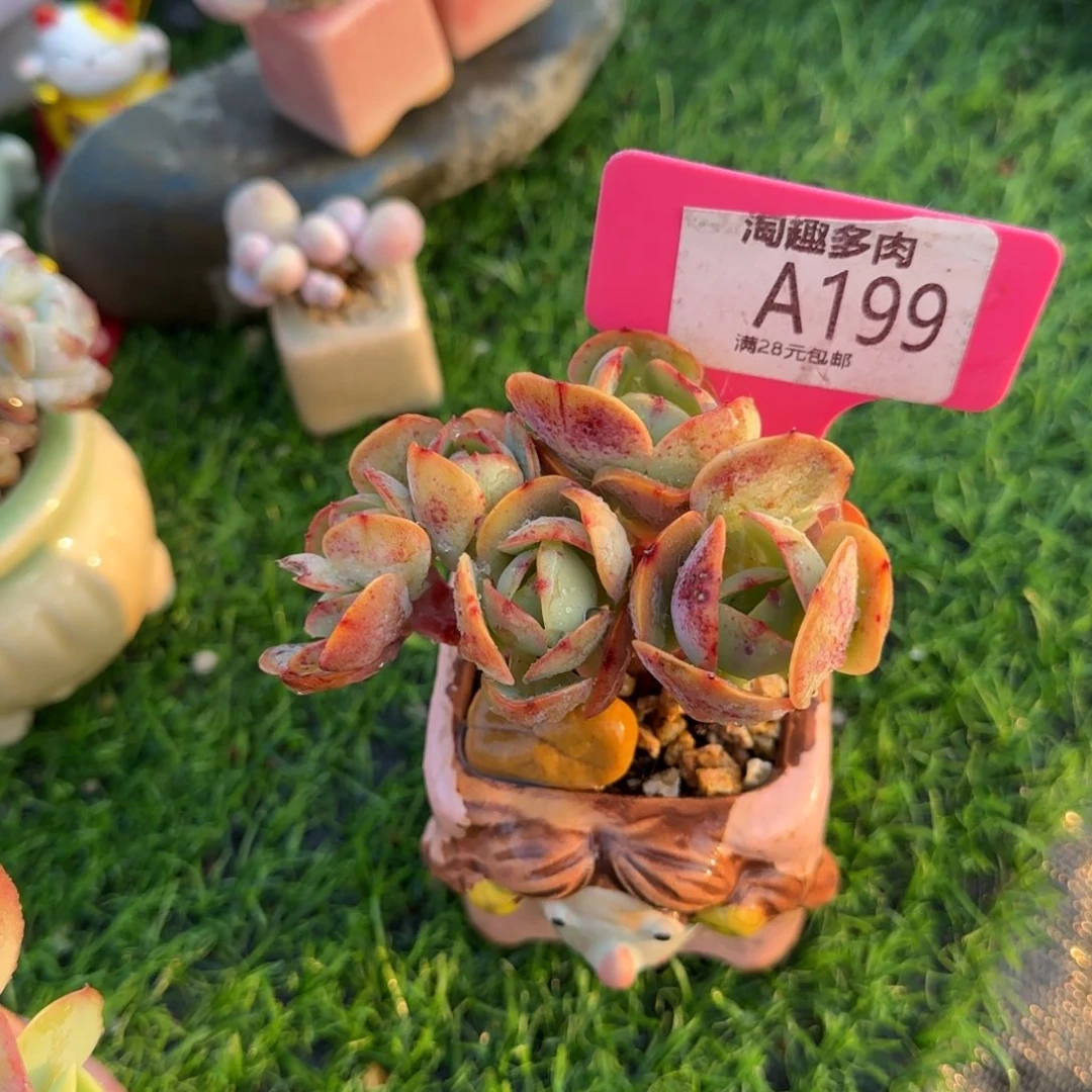 多肉植物鸡蛋，蜜桃朵朵瑞