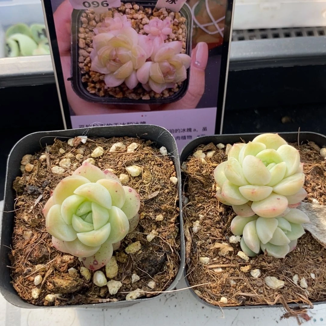 干冰苗一个多肉多肉