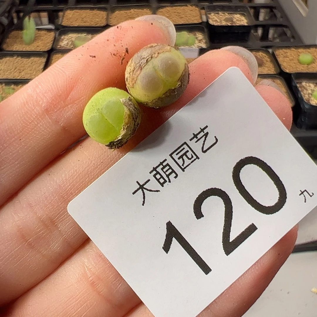 0000120 一物一拍