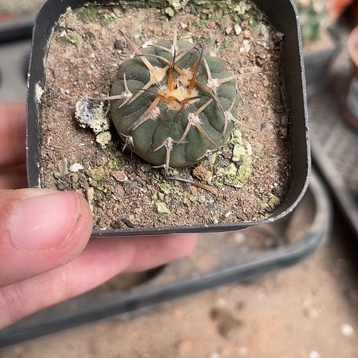 当前无花栽培后可以开花124植物