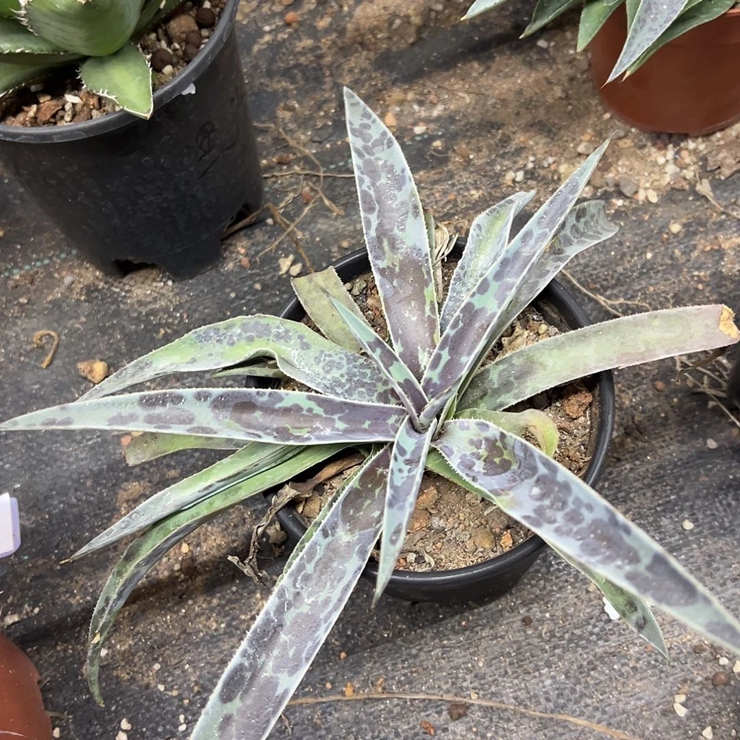 月夜龙舌兰月光龙舌兰