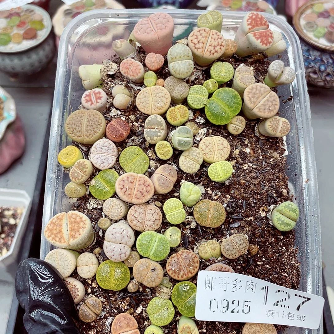 生石花满18包邮0925-127