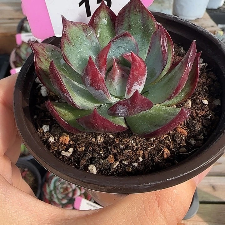 15 惊鸿仙子多肉植物
