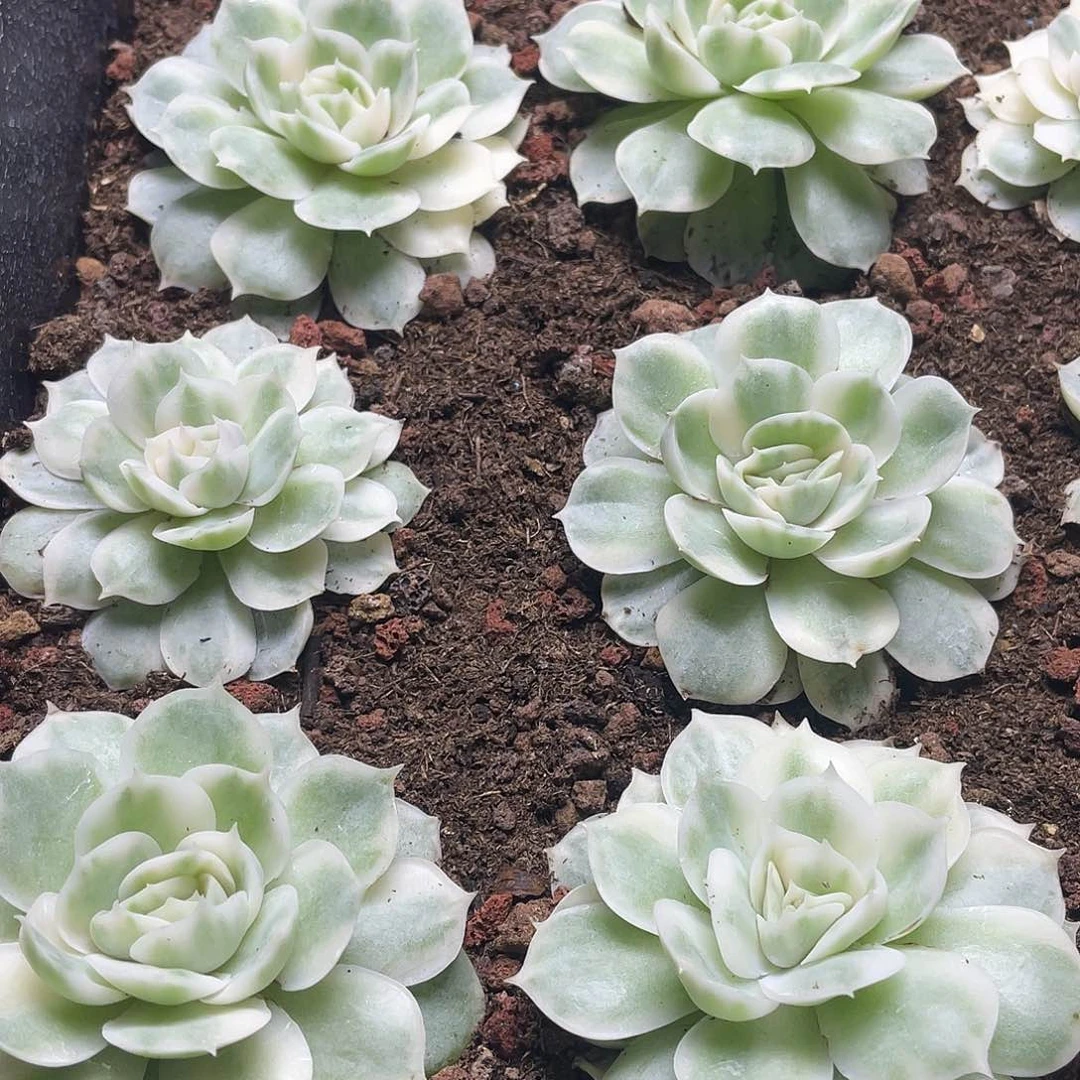 锦量拍一份三颗115