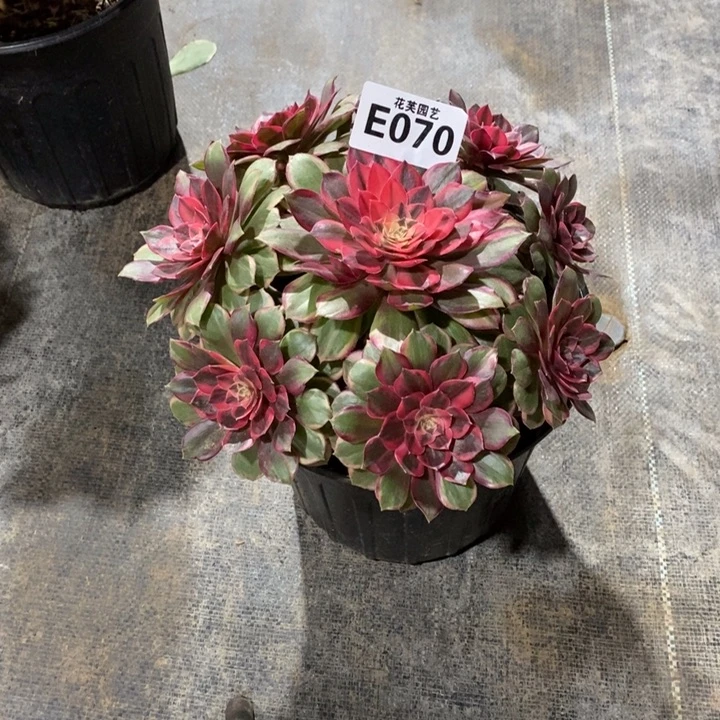 周***周黑魔锦070000000000