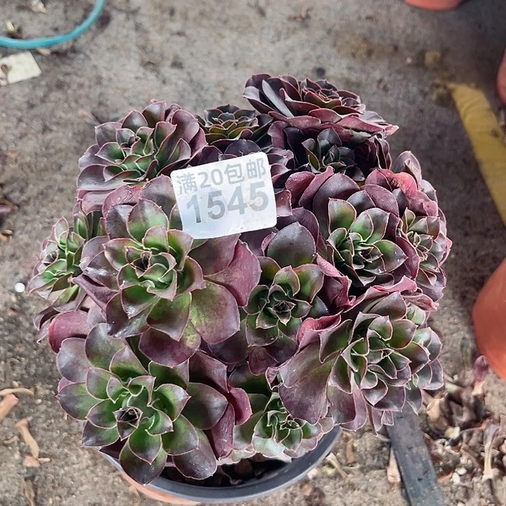 1545一颗媚金玫瑰法师