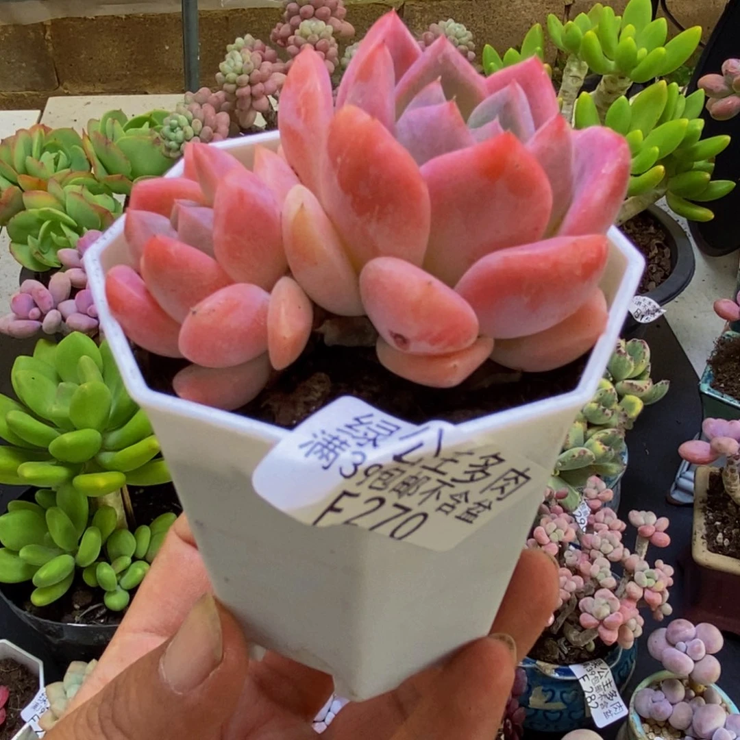 270冰冰5cm多肉植物