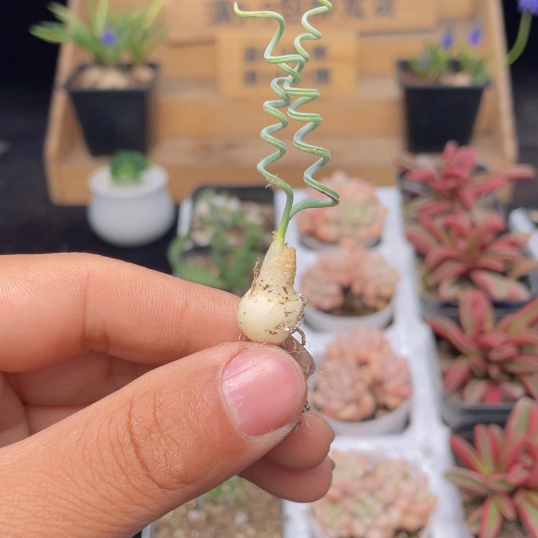 贵妃弹簧草多肉9.9包邮发货