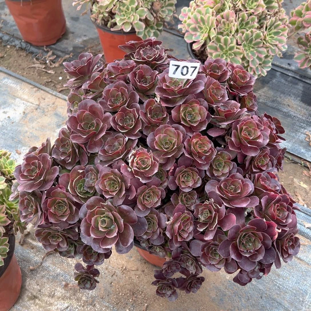 多肉植物魅金玫瑰朵朵707