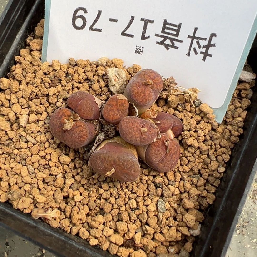 佛***怀17-79肉锥多肉植物