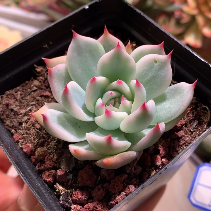 吉娃娃锦锦腹轮锦