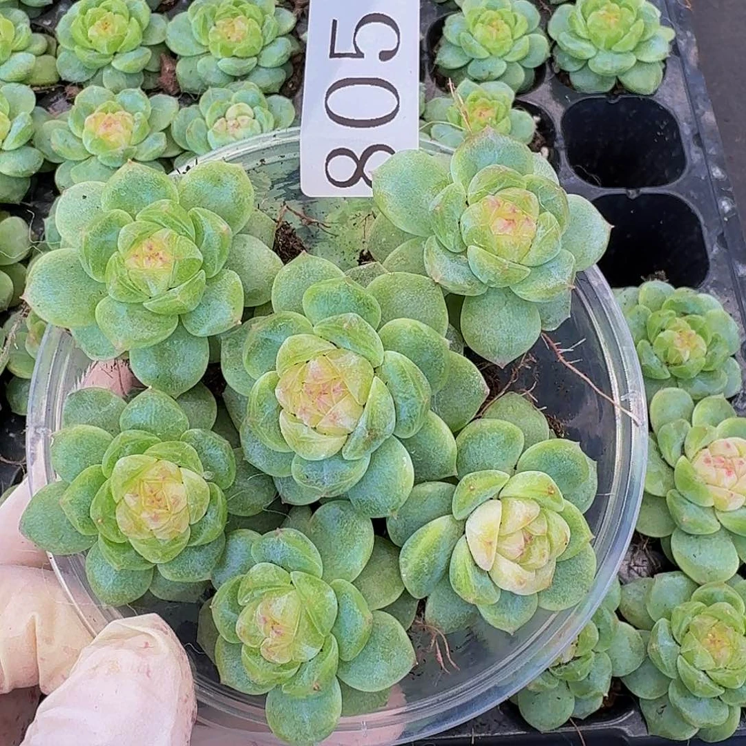 多肉植物多肉植物805