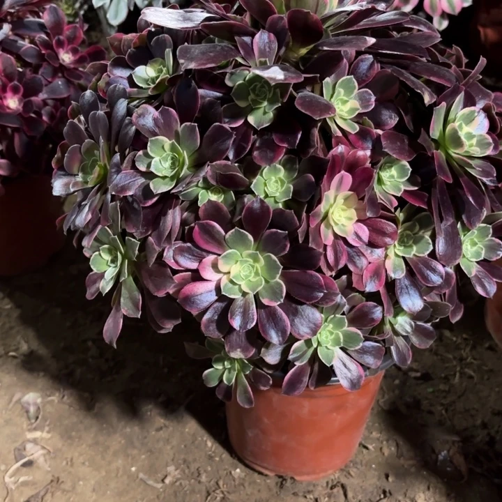 多肉植物金丝雀20