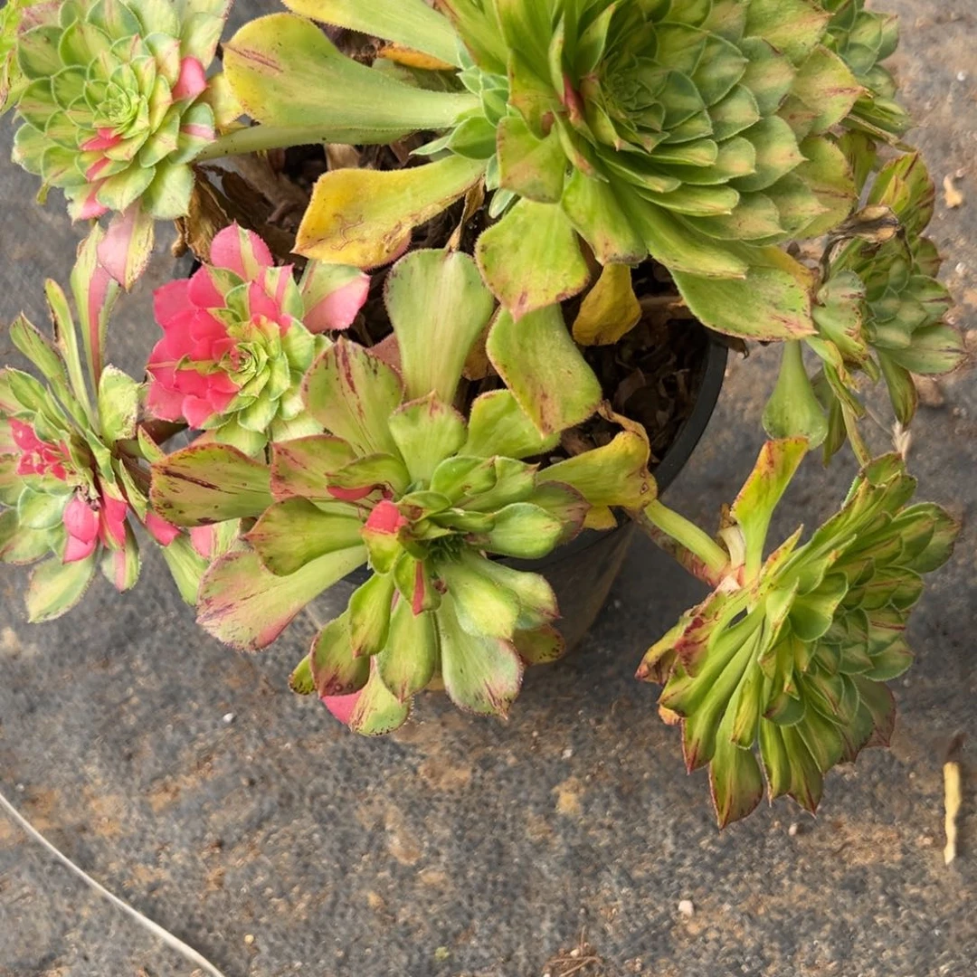 79知否多肉嘻嘻嘻