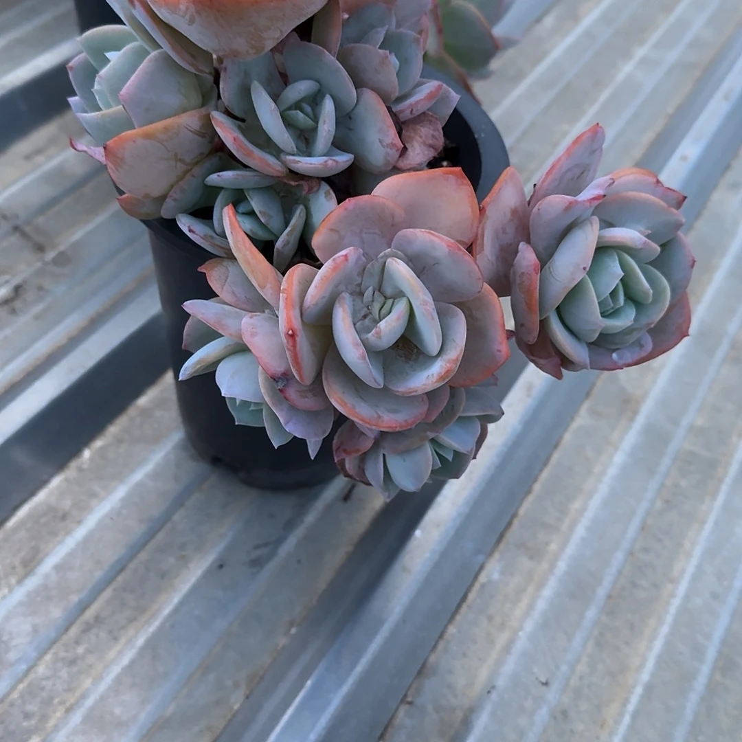 红***叶白凤多肉植物一颗