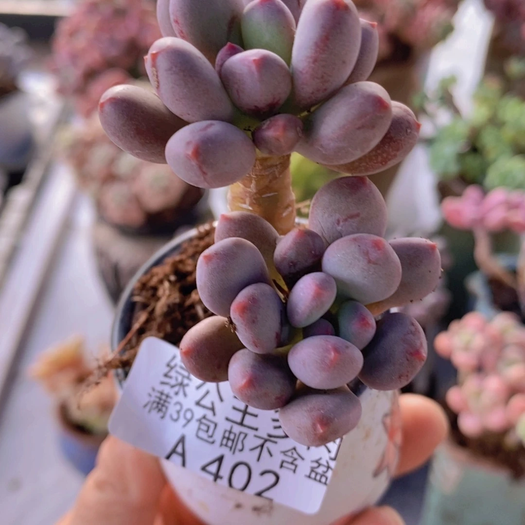 仙子奶6cm402多肉