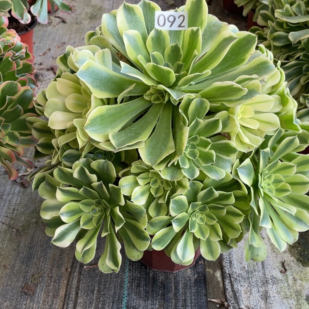绿豆沙多肉植物老桩