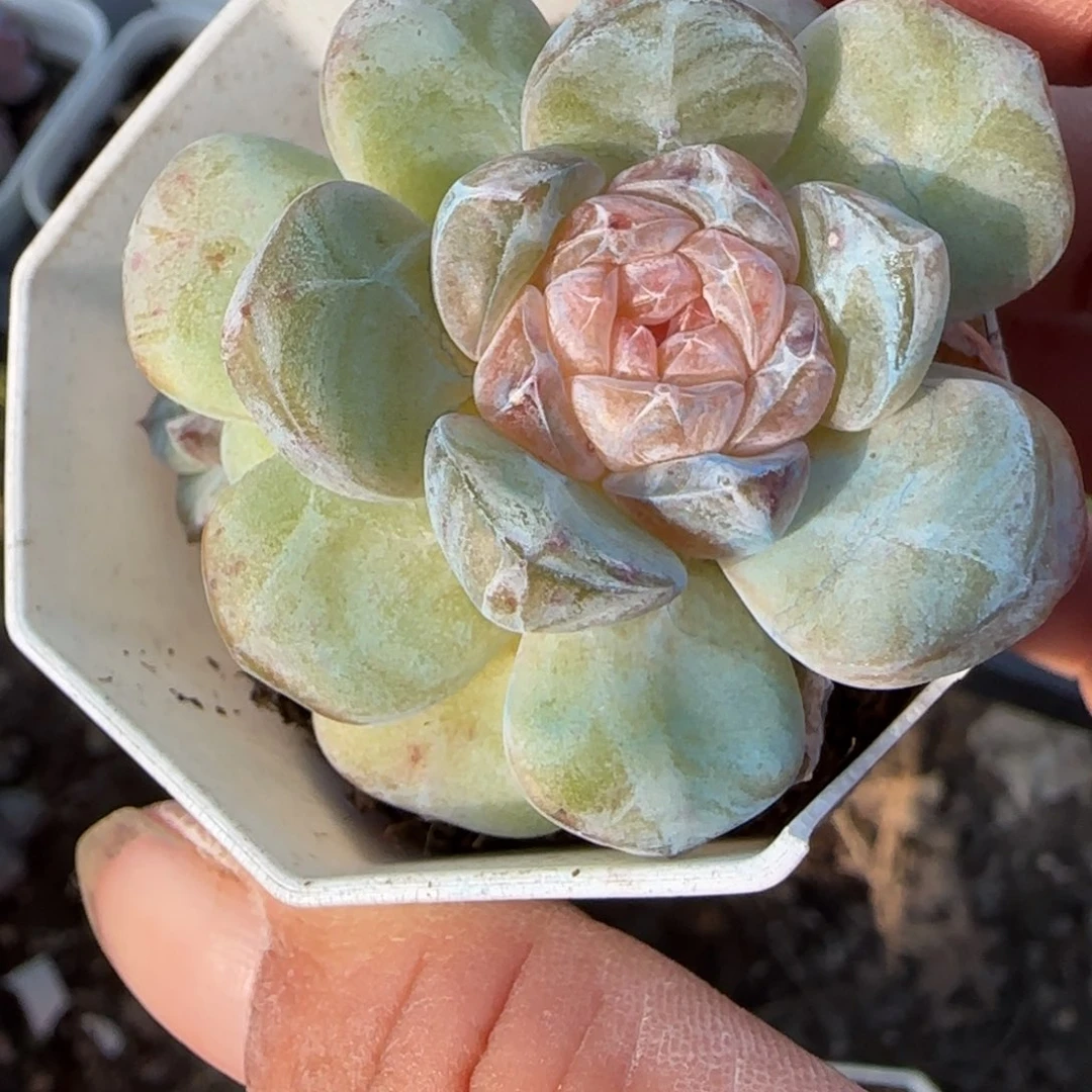 小卡拉米糖心一物一拍