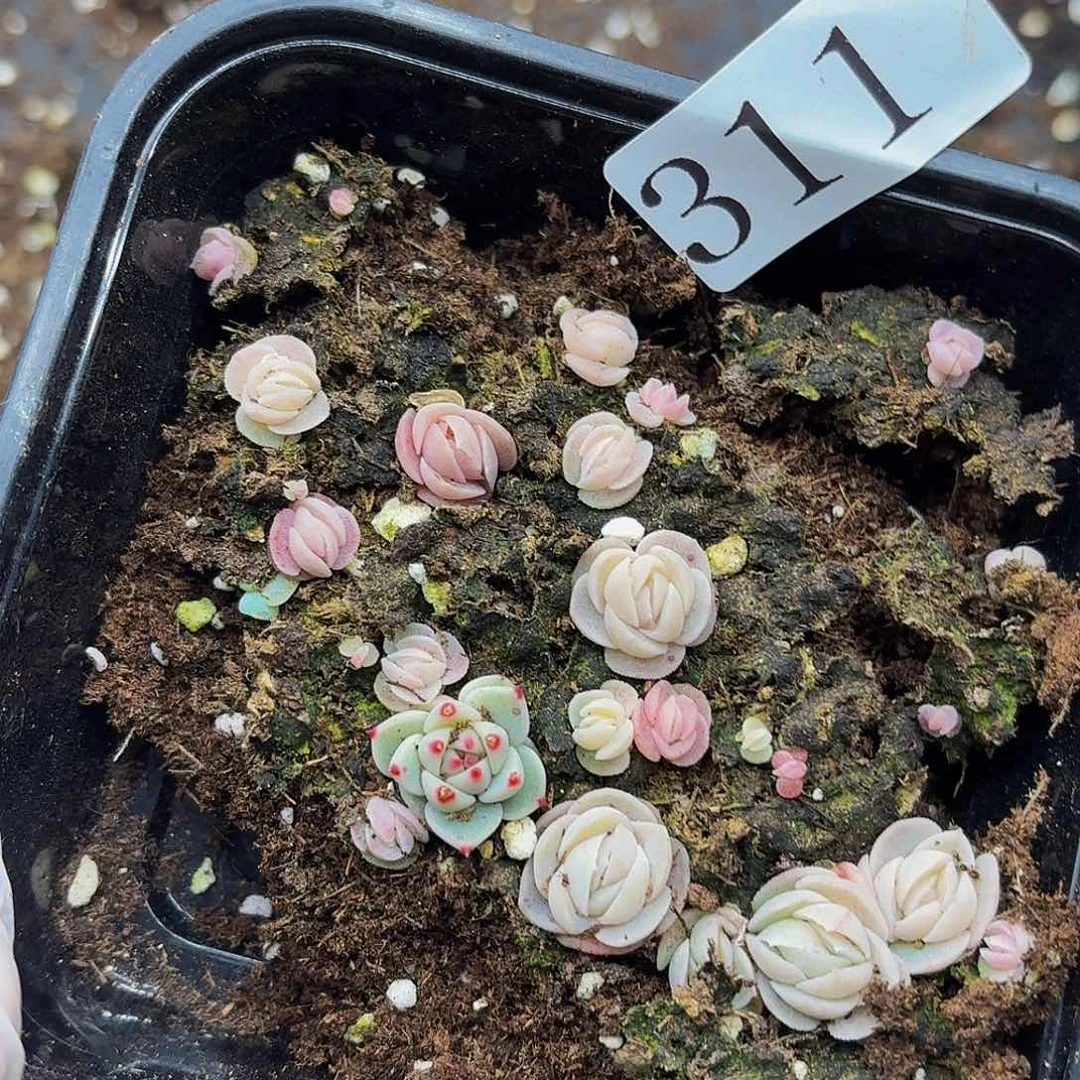 多肉植物多肉植物311