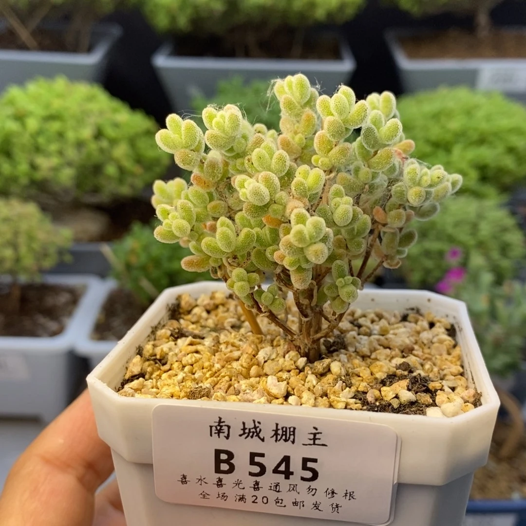 545实生优选冰晶枝干