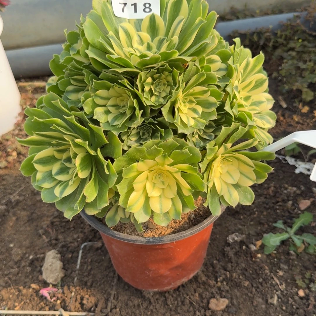718新尼亚。多肉植物