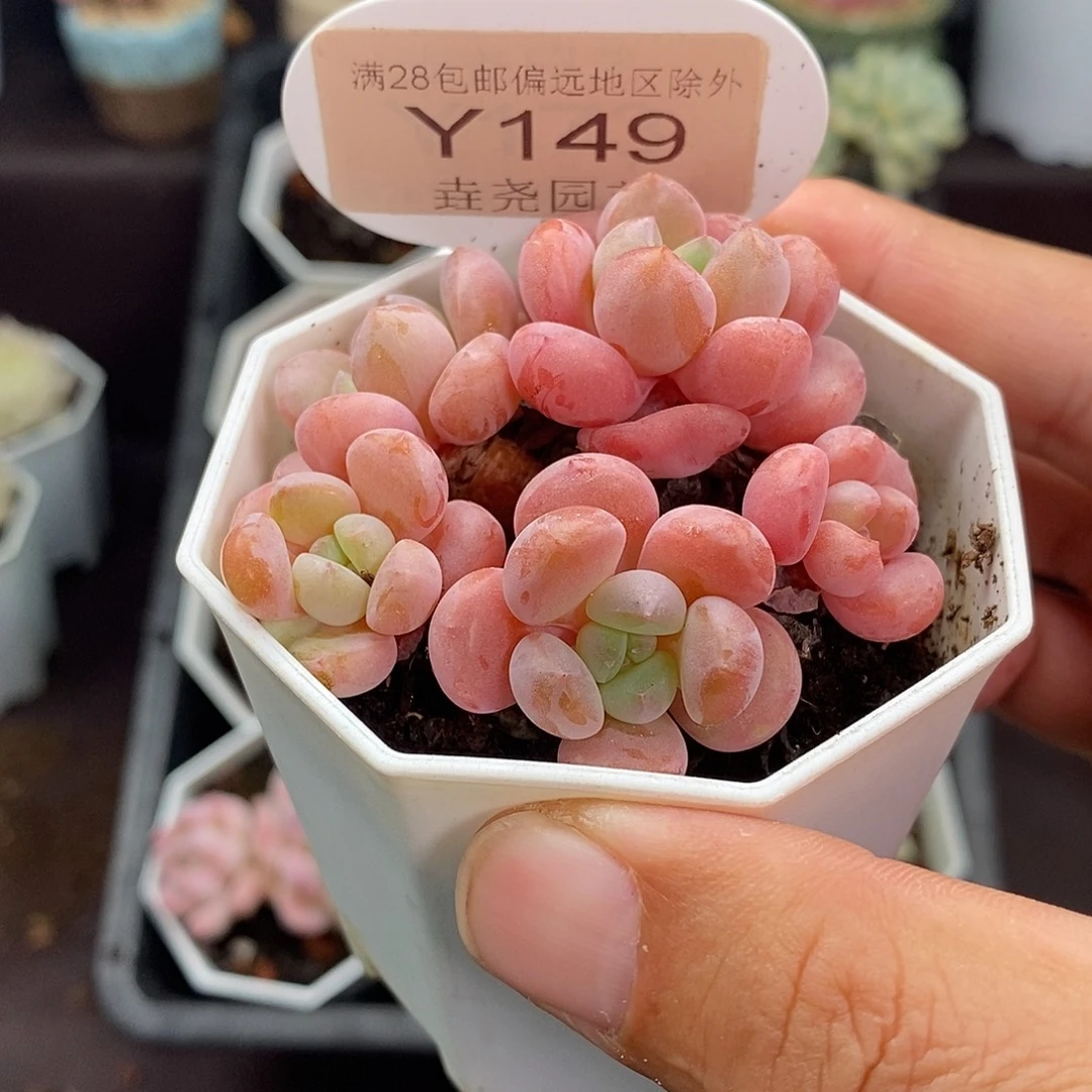 0149 白鹭群 6cm
