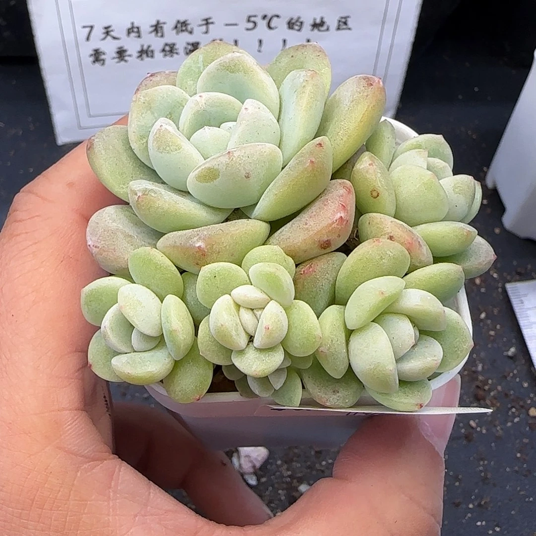 【满39包邮非偏远】268不保整6