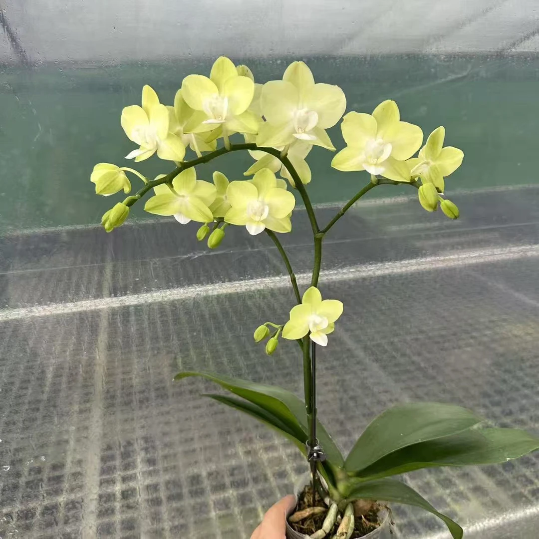 【薄荷糖】2.8寸单花剑大花型 高品质精品蝴蝶兰